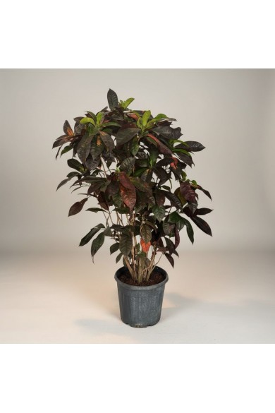 Craton Ağacı Büyük